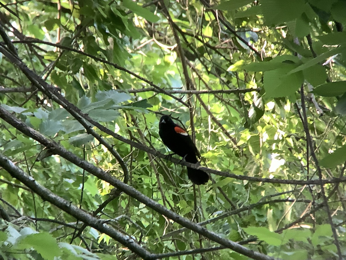 Red-winged Blackbird - ML620627181