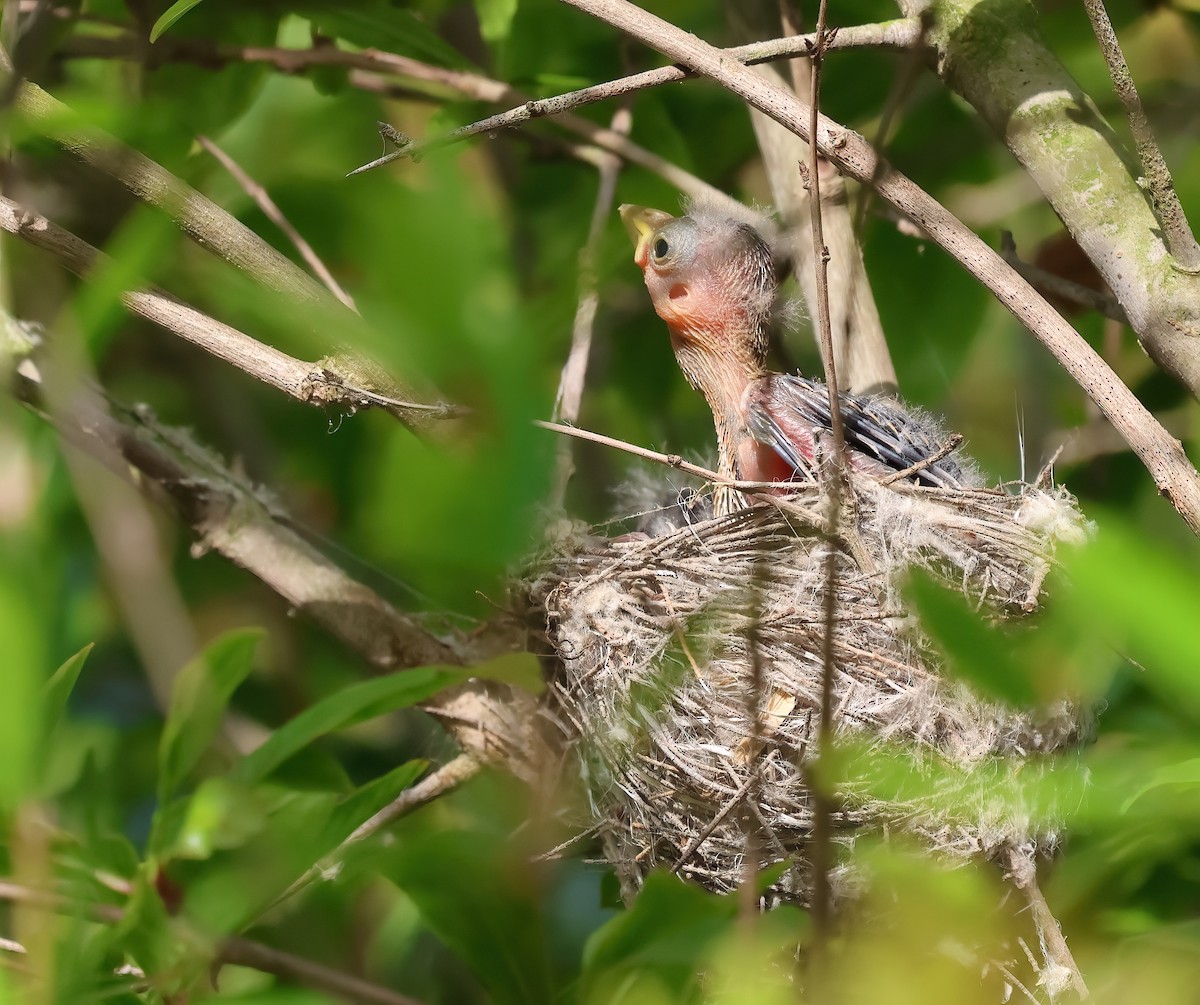 Brown-headed Cowbird - ML620627182