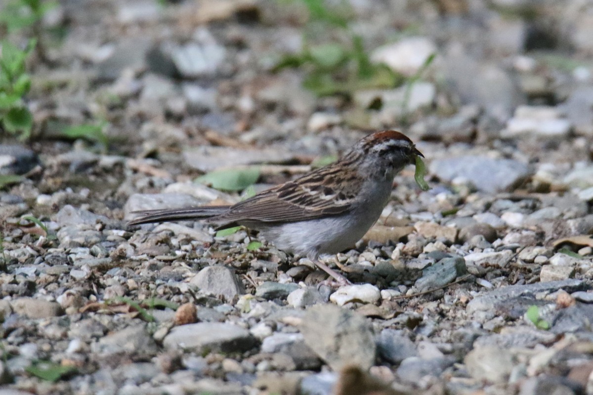 Chipping Sparrow - ML620627187