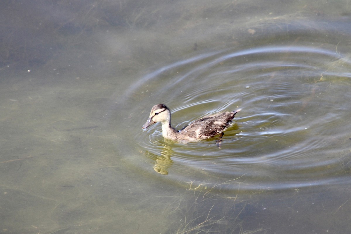 Canard colvert - ML620627191