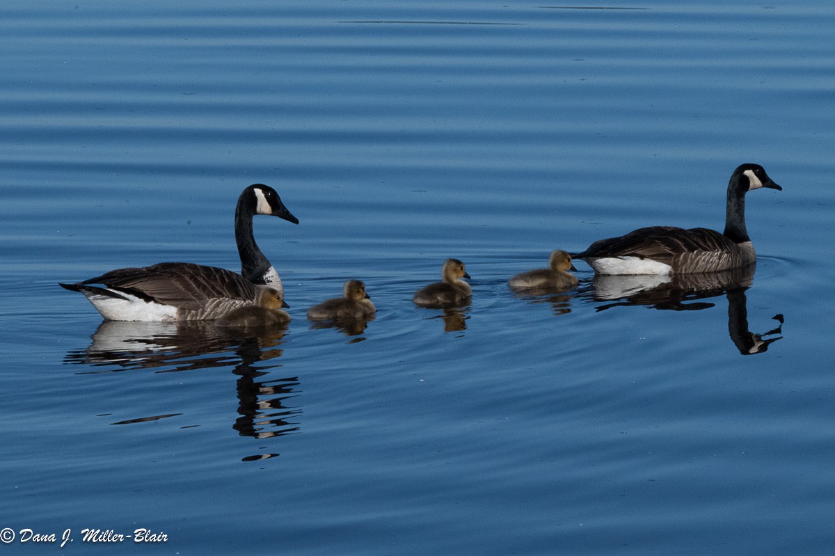 Canada Goose - Dana Miller-Blair