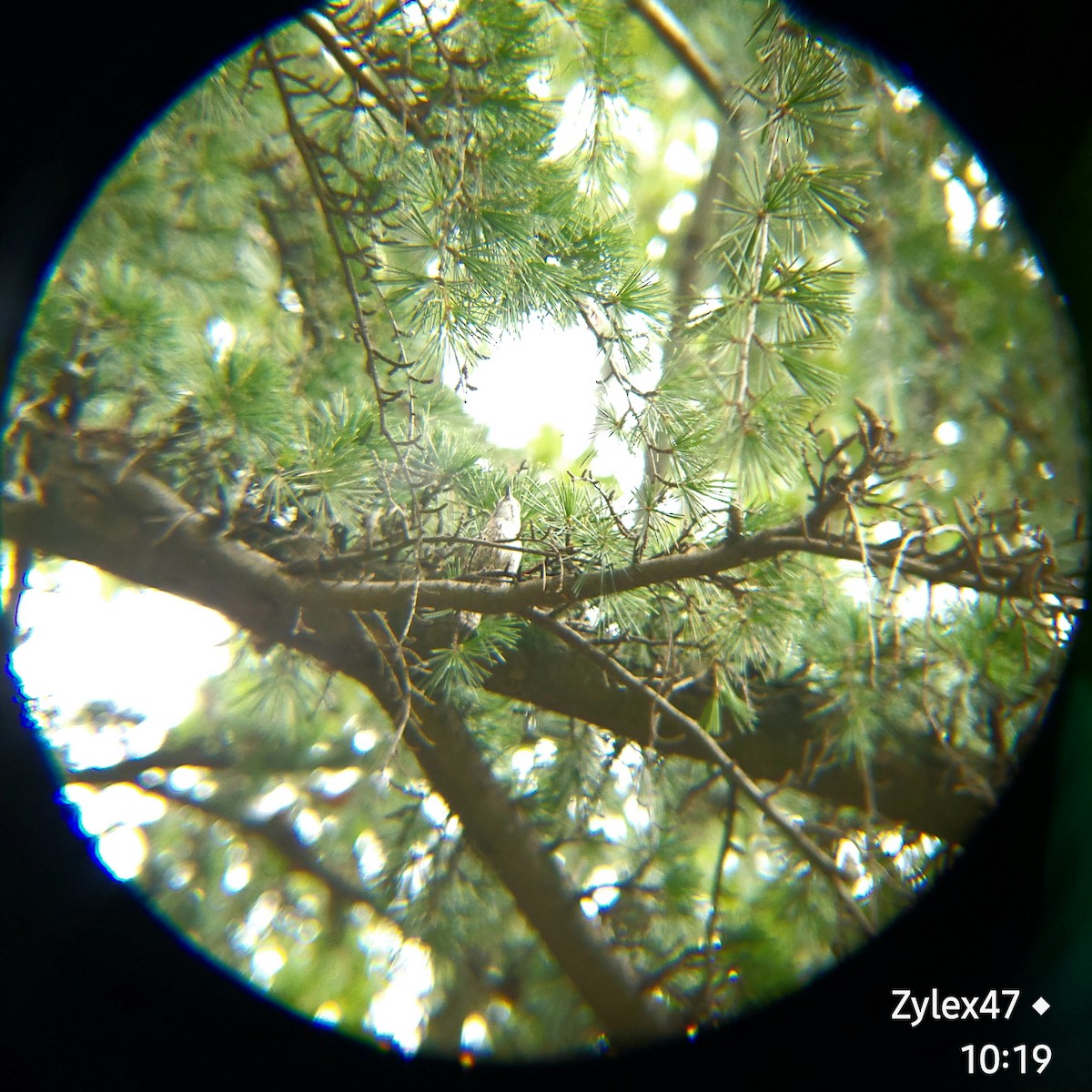 Japanese Pygmy Woodpecker - ML620627198