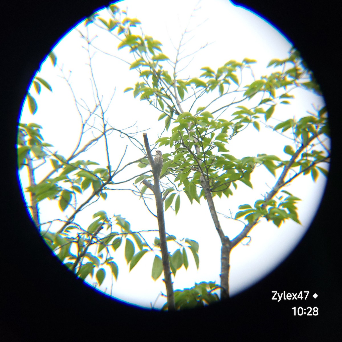 Japanese Pygmy Woodpecker - ML620627199