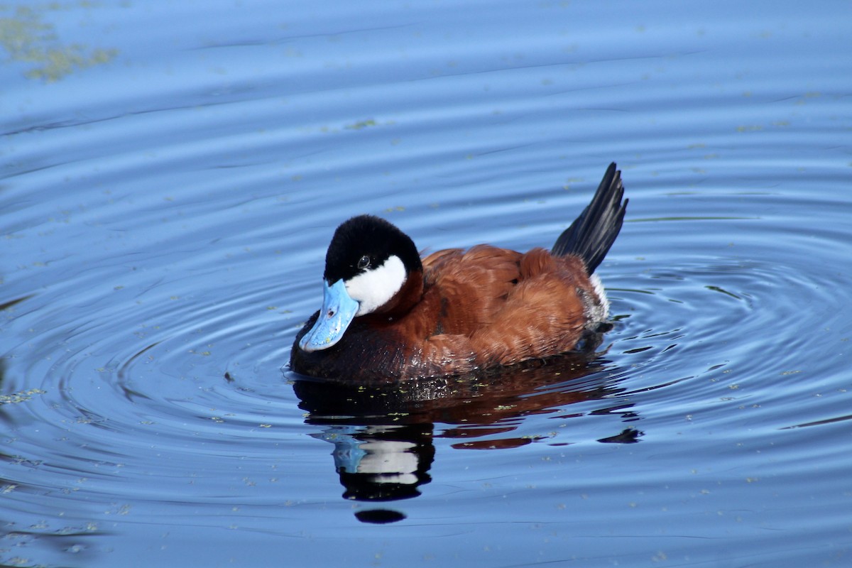 Ruddy Duck - ML620627203