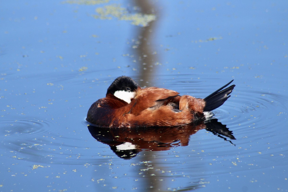 Ruddy Duck - ML620627205