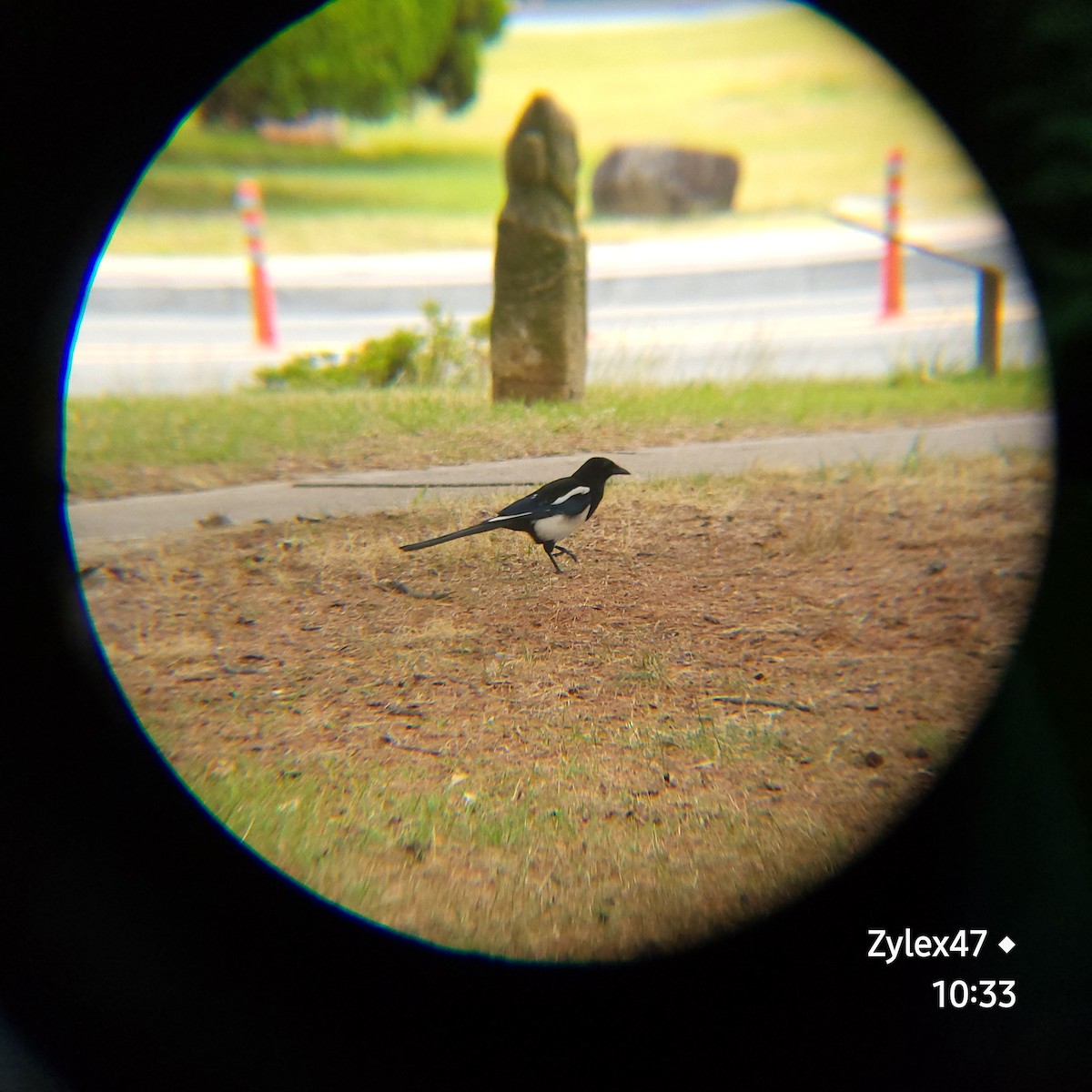 Oriental Magpie - Dusky Thrush