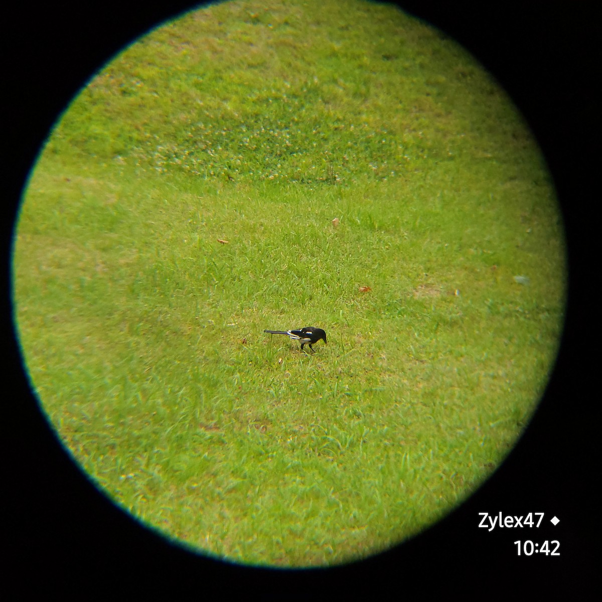 Oriental Magpie - Dusky Thrush