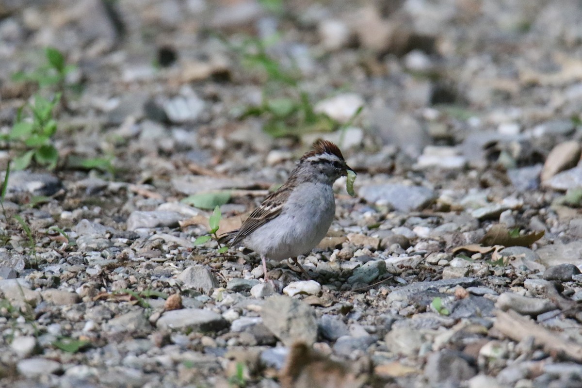 Chipping Sparrow - ML620627214