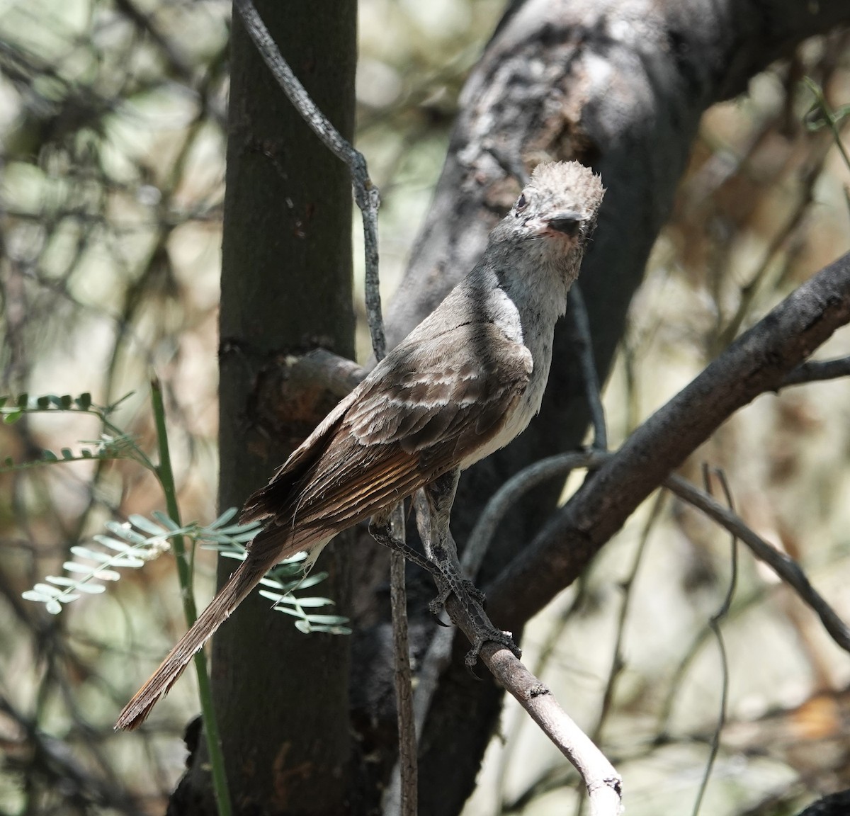 Ash-throated Flycatcher - ML620627215