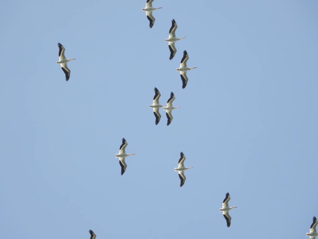 American White Pelican - ML620627216