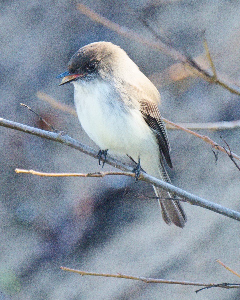 Eastern Phoebe - ML620627218