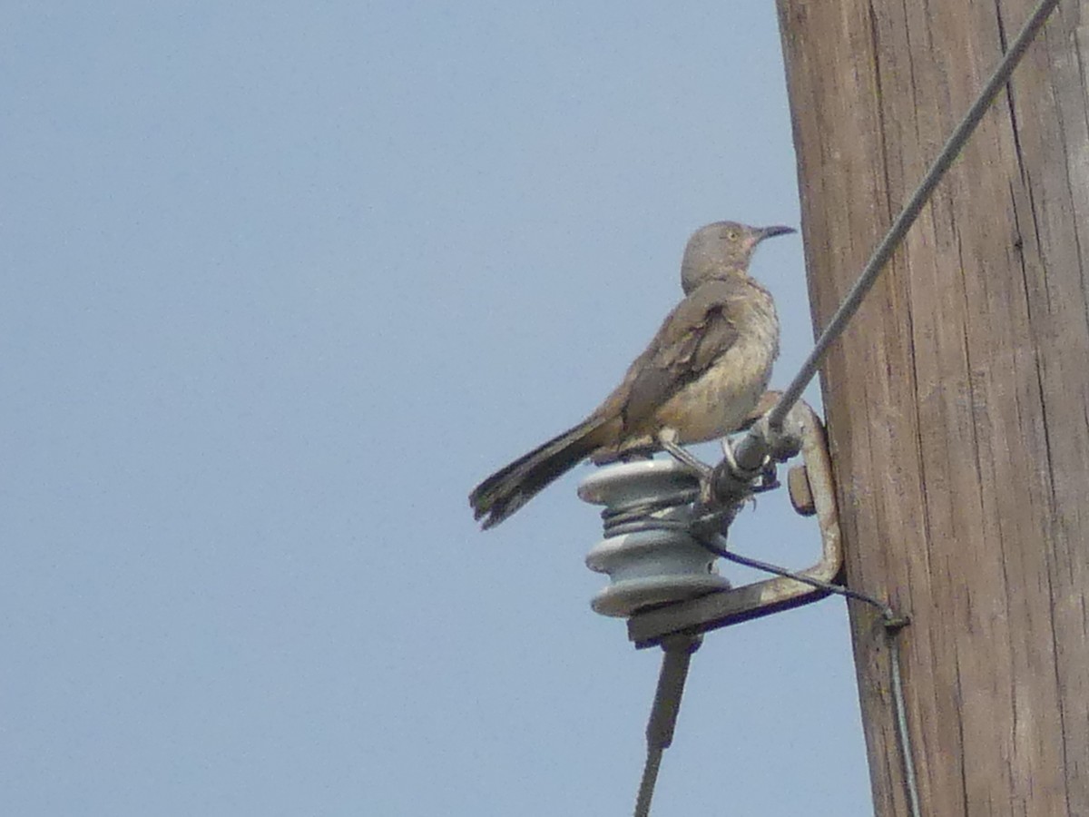 Curve-billed Thrasher - ML620627231