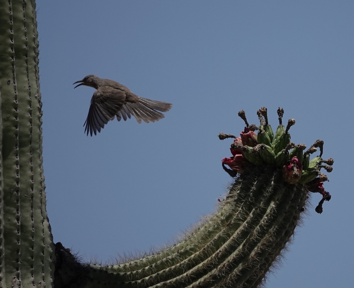 Curve-billed Thrasher - ML620627232