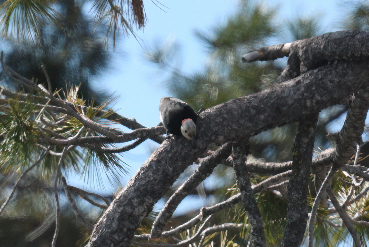 White-headed Woodpecker - ML620627233