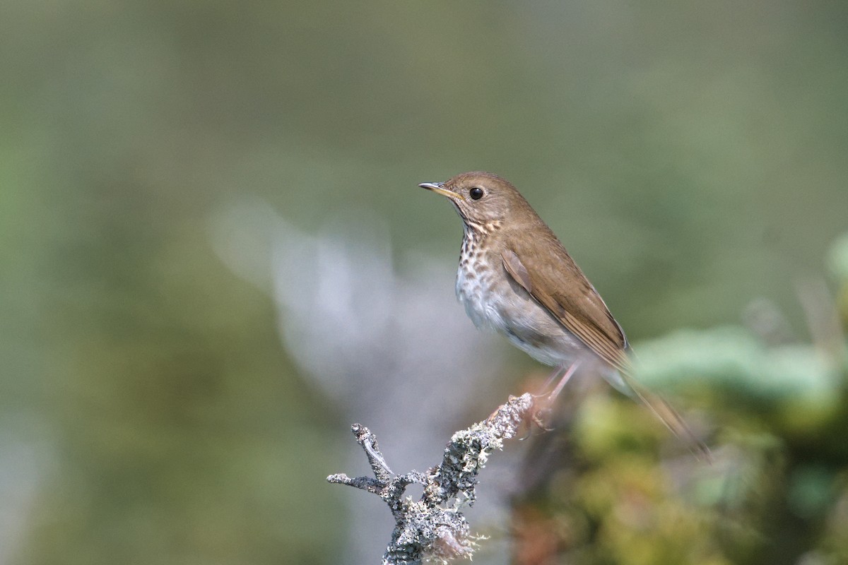 Bicknell's Thrush - ML620627239