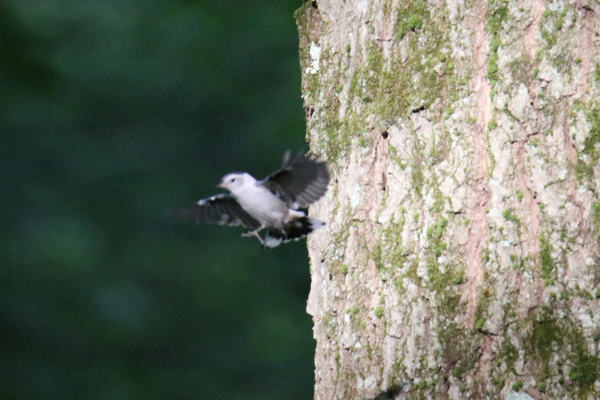 White-breasted Nuthatch - ML620627240