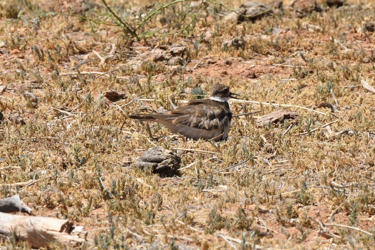 Killdeer - ML620627245