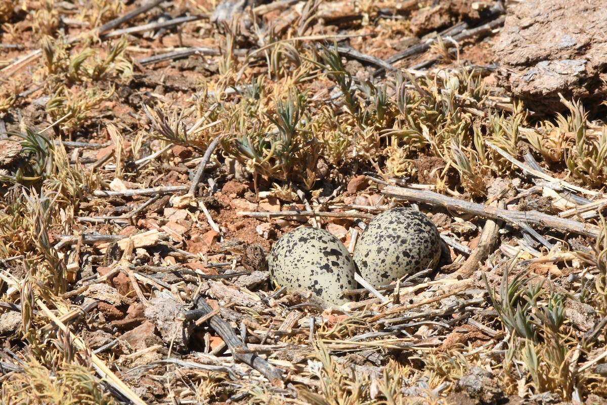 Killdeer - ML620627246