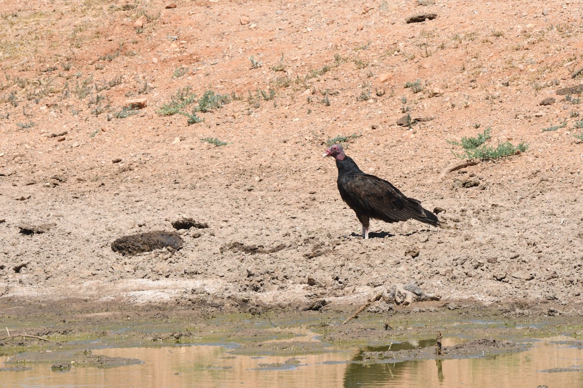 Turkey Vulture - ML620627249