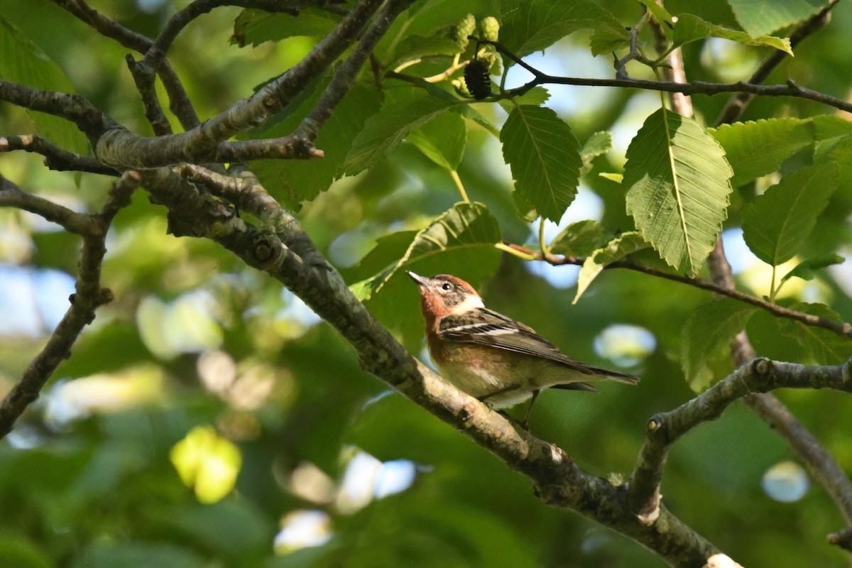 Bay-breasted Warbler - Max Brodie