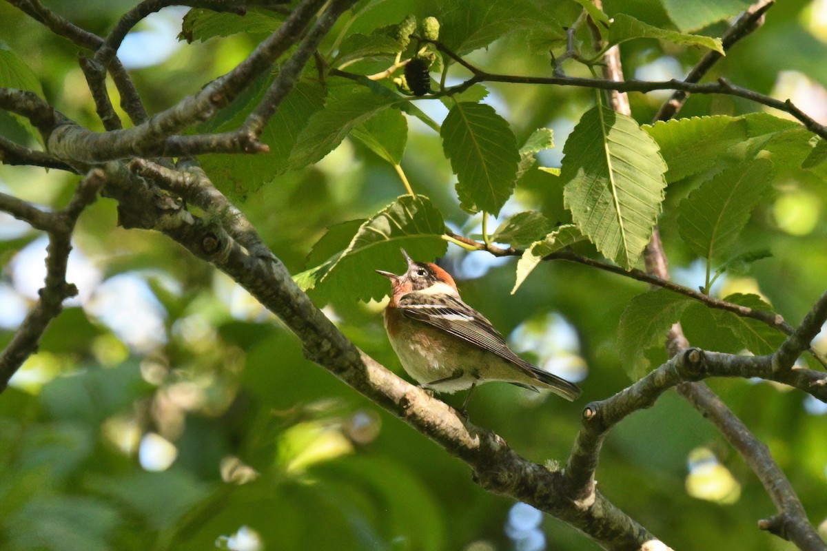 Bay-breasted Warbler - ML620627255