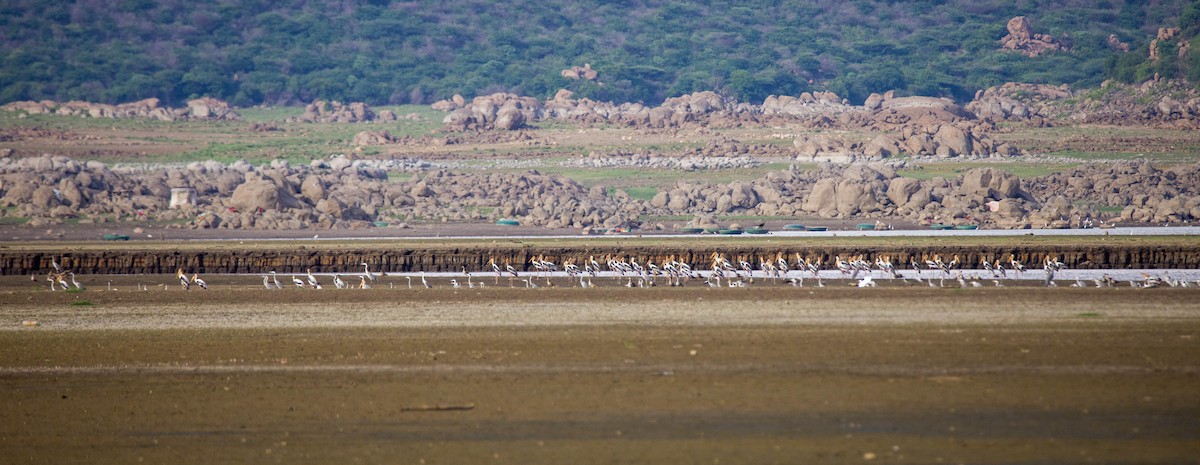 Painted Stork - ML620627256