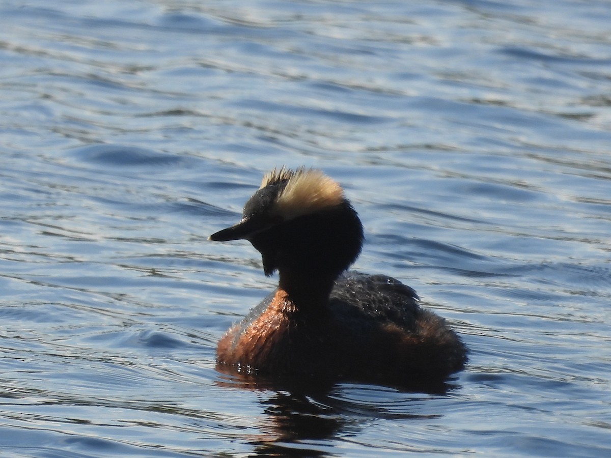 Horned Grebe - ML620627257