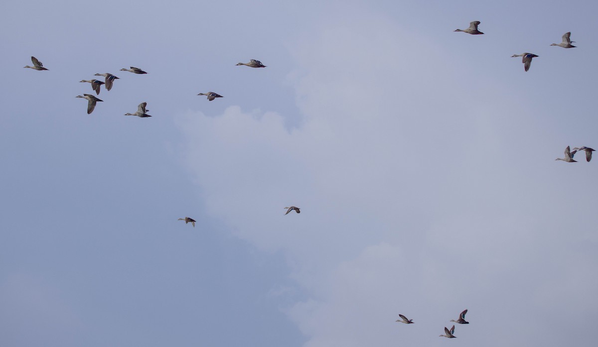 Indian Spot-billed Duck - ML620627258