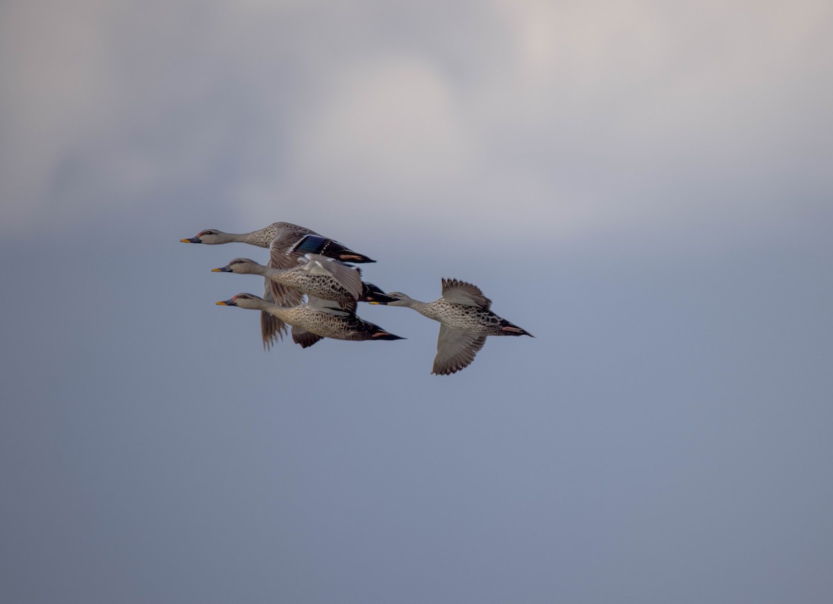 Canard à bec tacheté - ML620627259