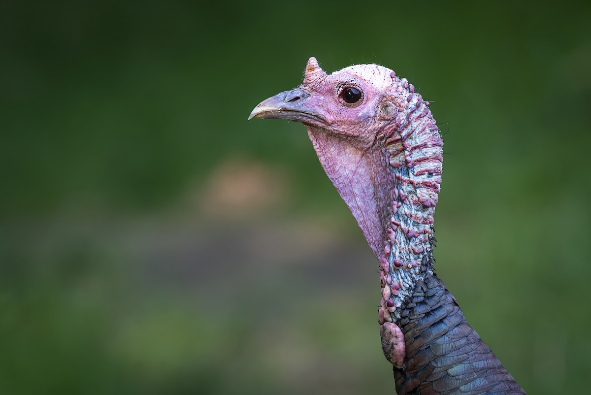 Wild Turkey - ML620627260