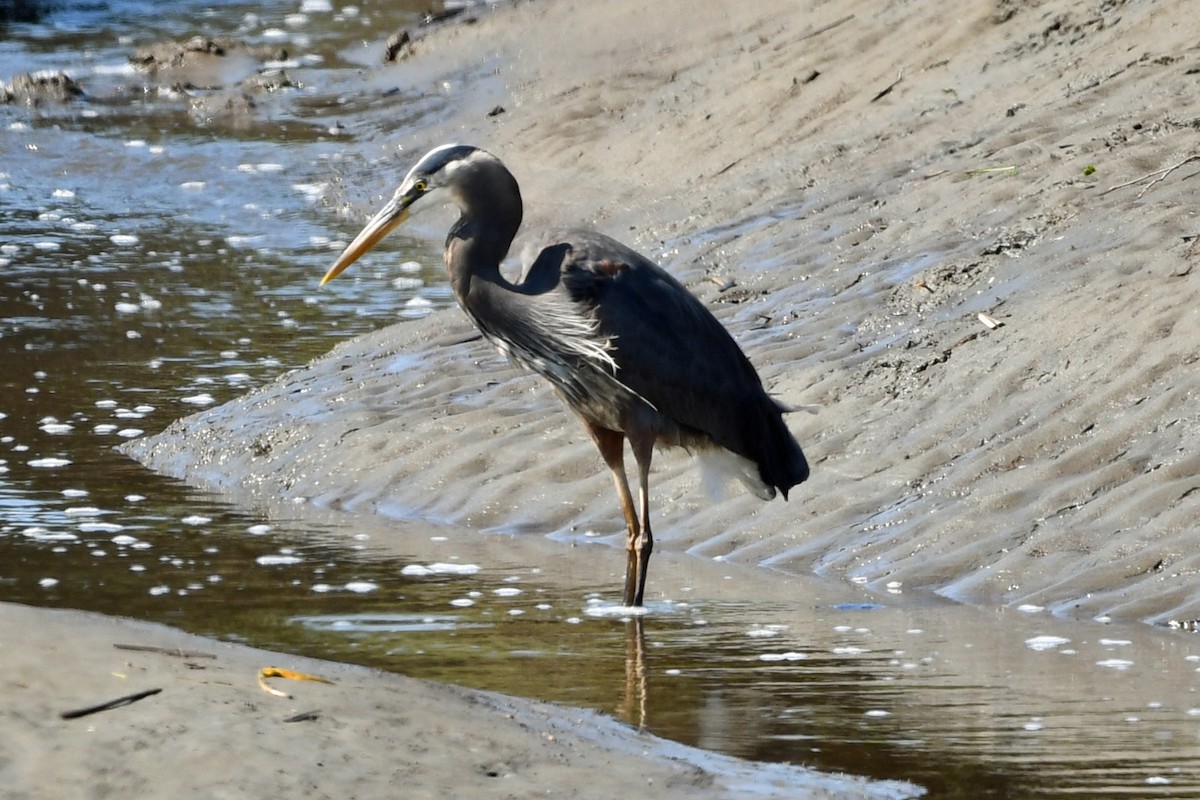 Great Blue Heron - ML620627266