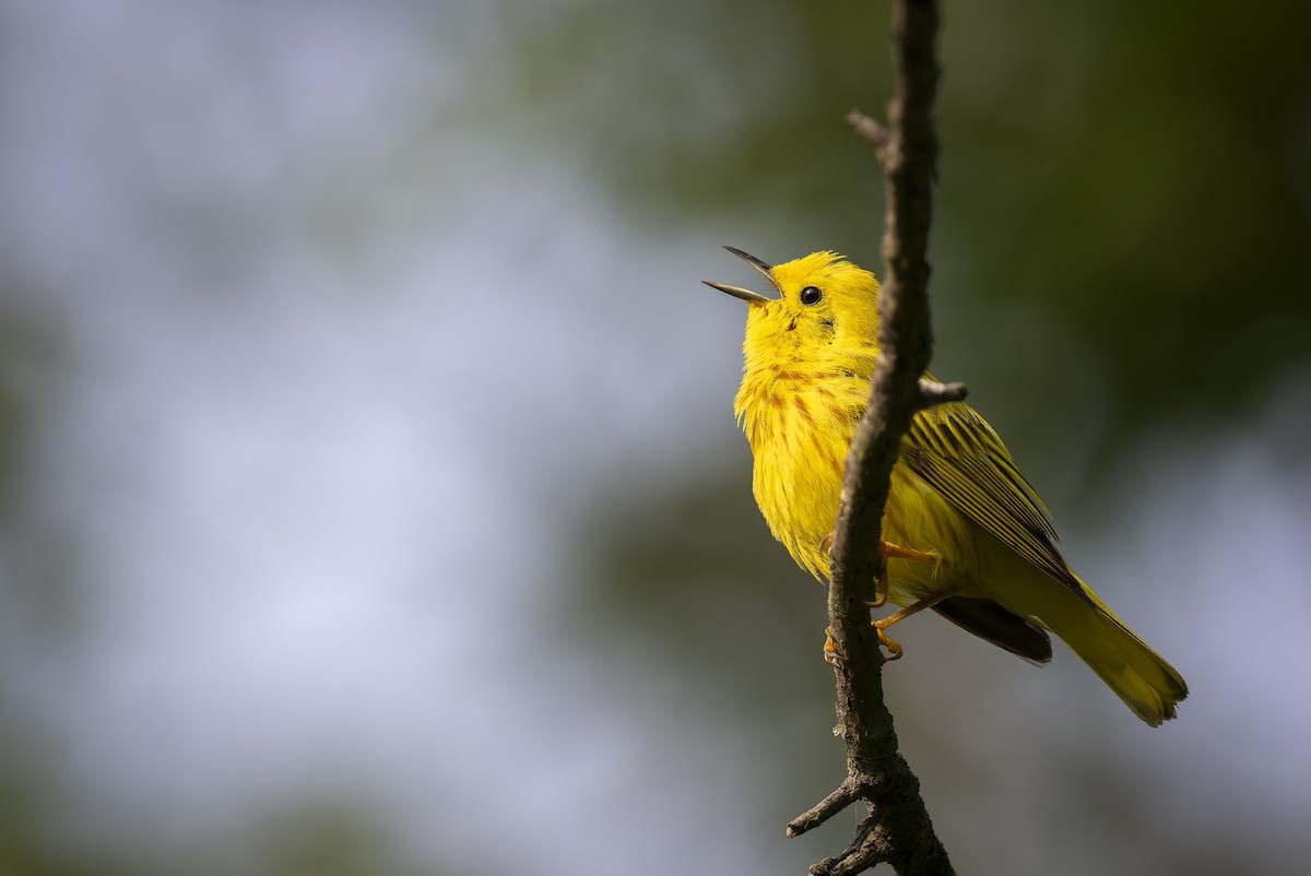 Yellow Warbler - ML620627268