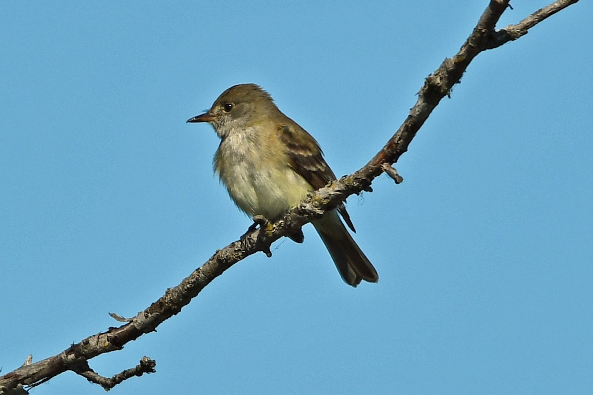 Willow Flycatcher - ML620627274