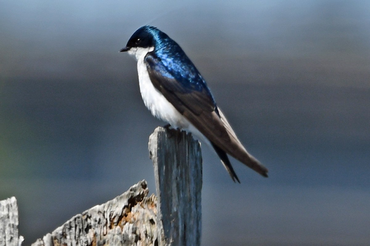 Golondrina Bicolor - ML620627276