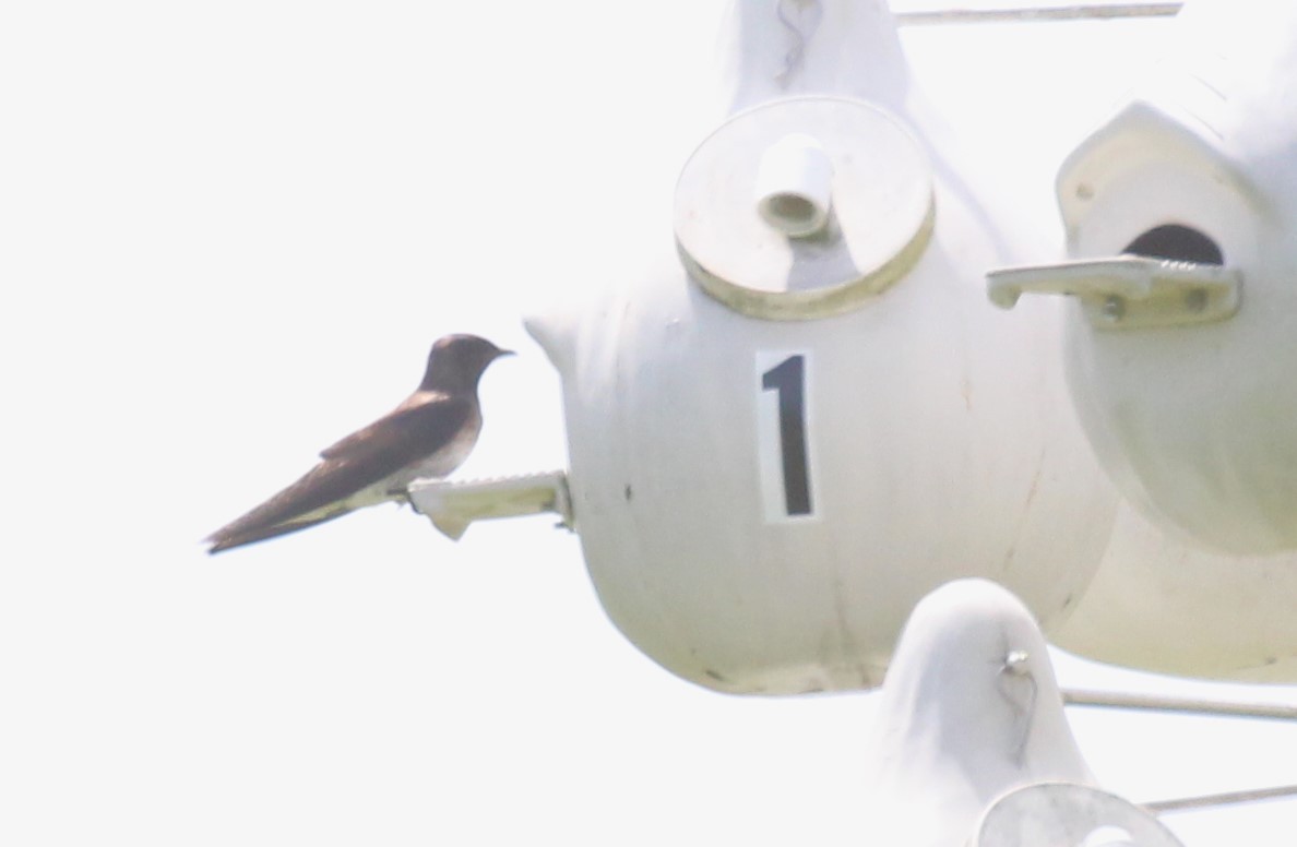 Purple Martin - ML620627282