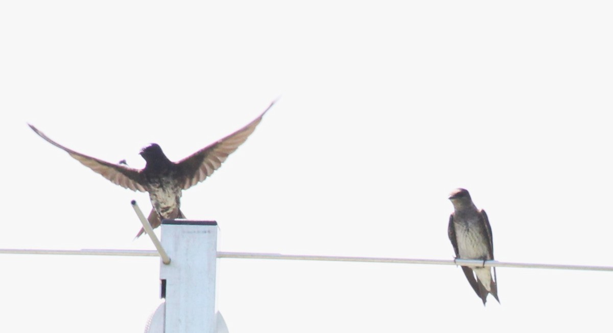 Purple Martin - ML620627283