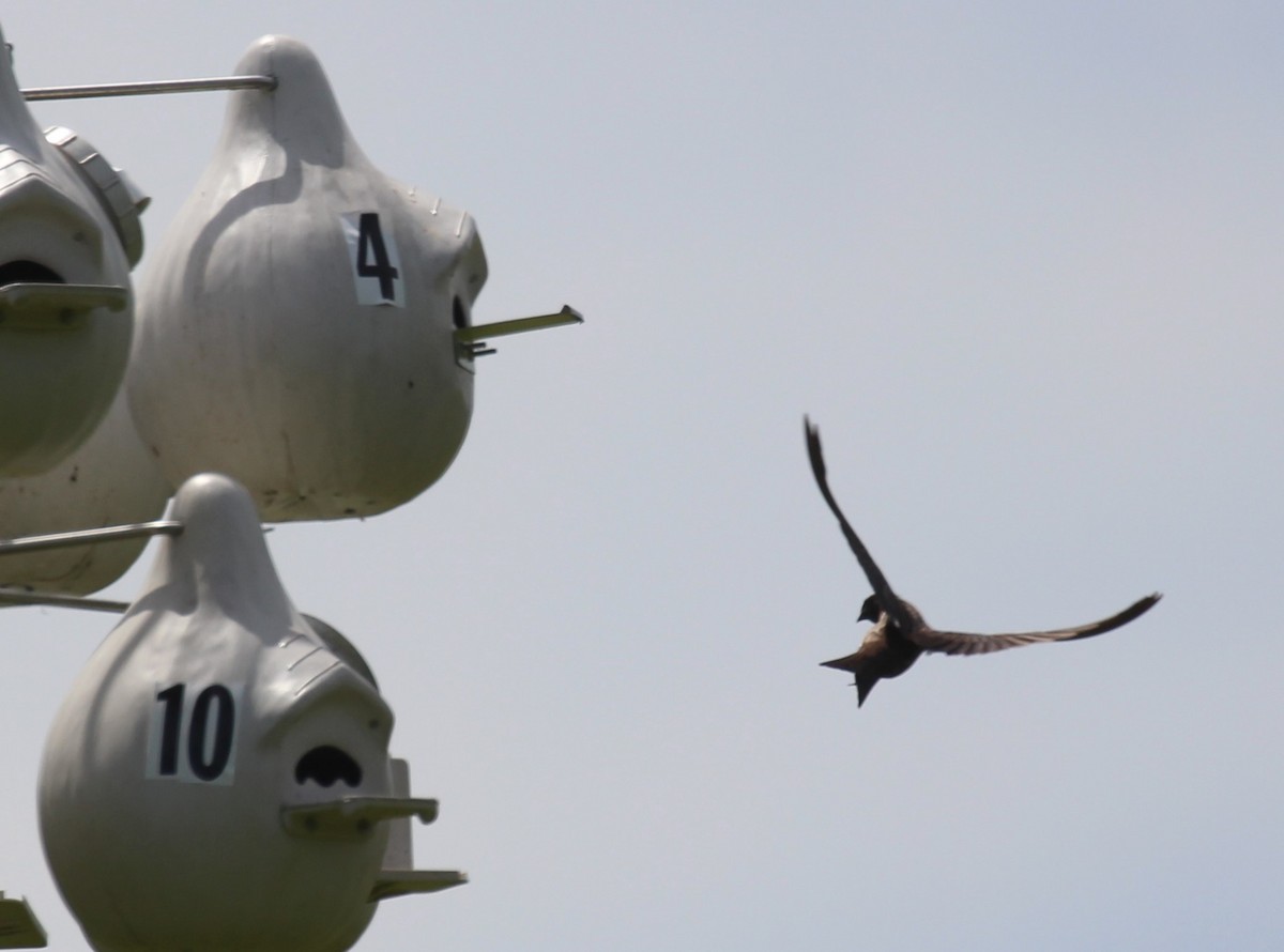 Purple Martin - ML620627286