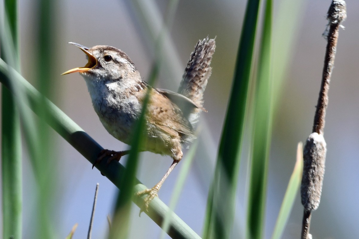 Marsh Wren - ML620627289