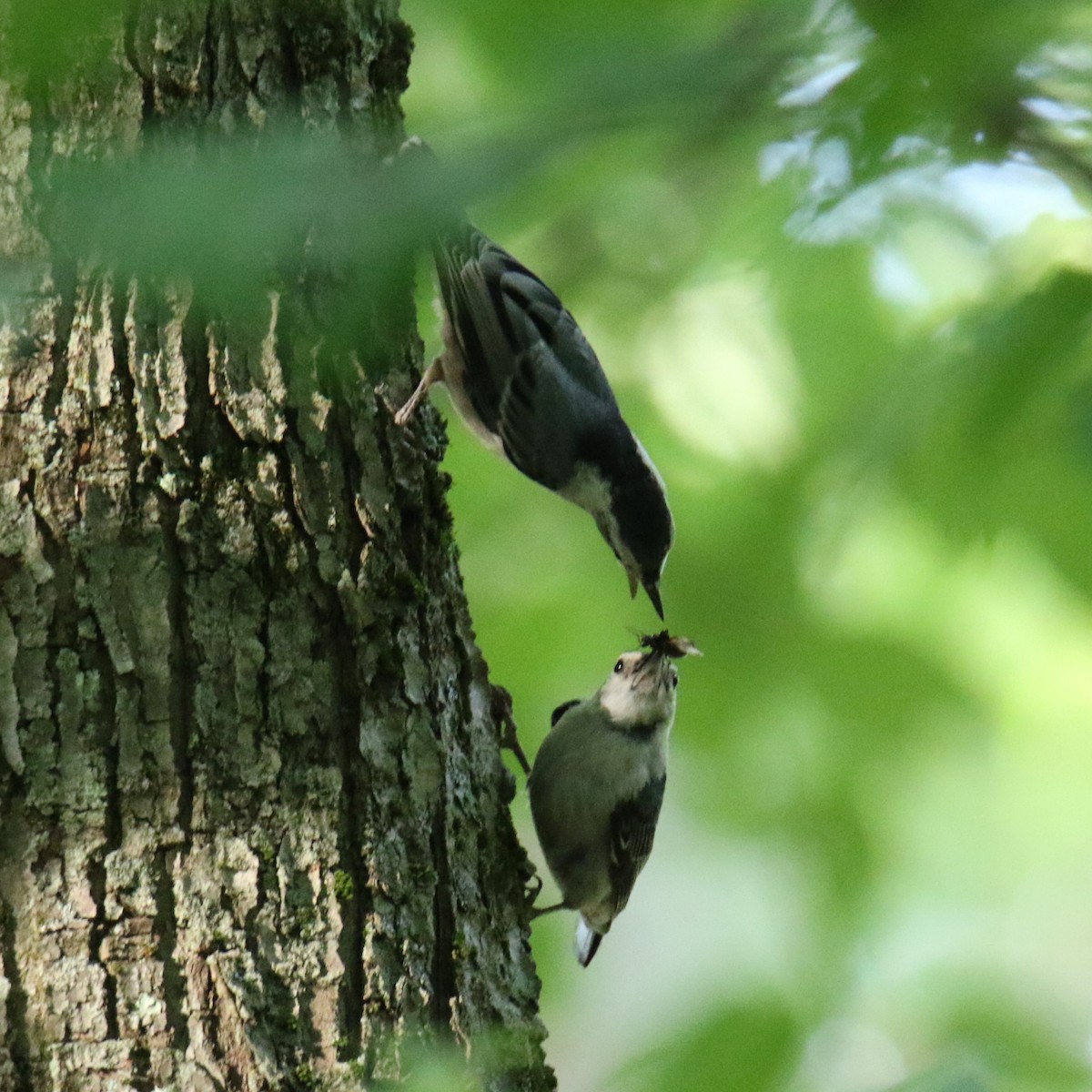 White-breasted Nuthatch - ML620627290