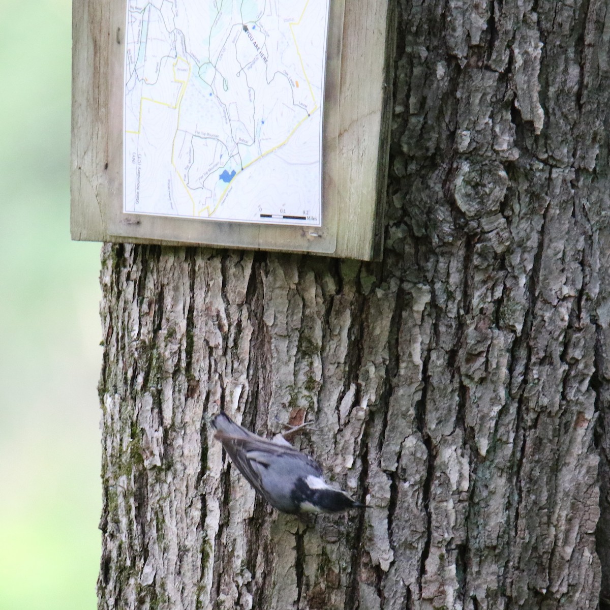 White-breasted Nuthatch - ML620627291