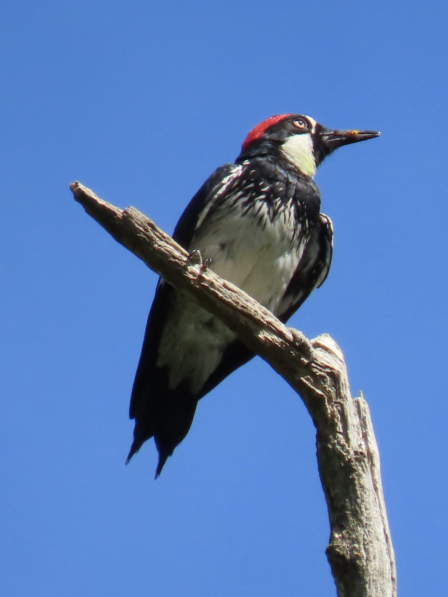 Acorn Woodpecker - ML620627293