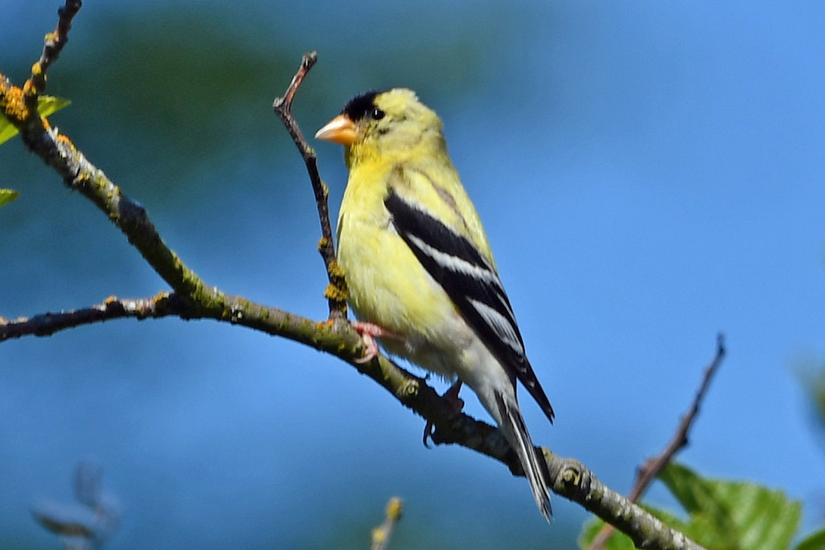 Chardonneret jaune - ML620627294