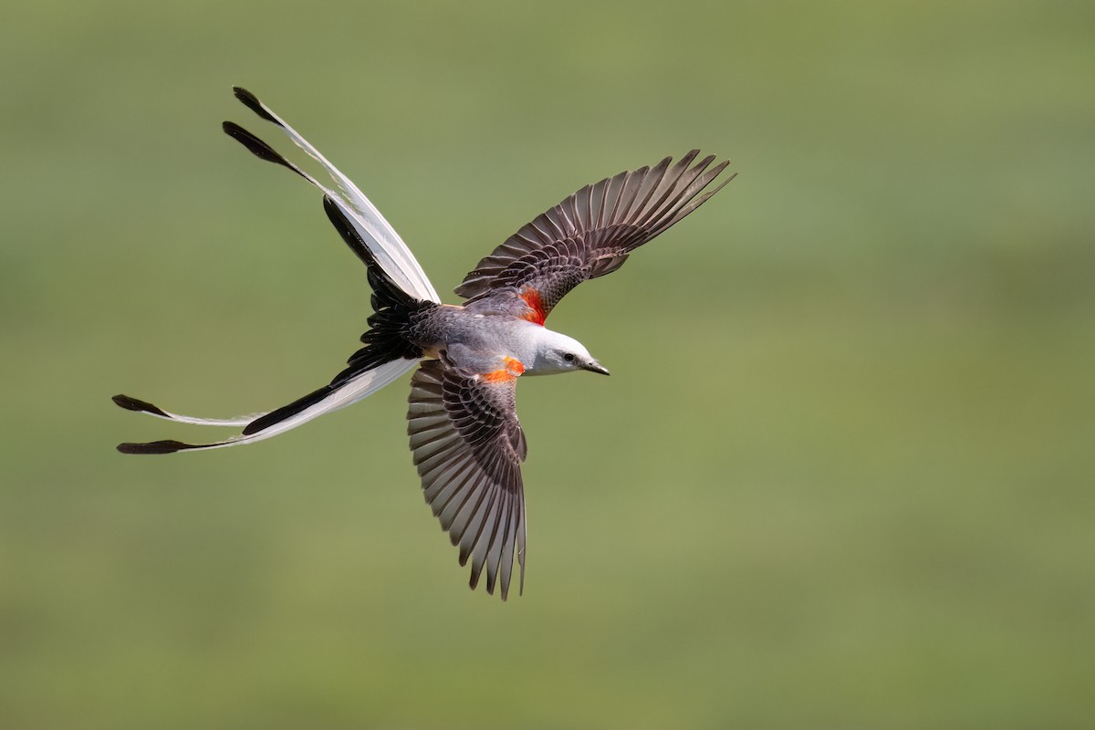 Scissor-tailed Flycatcher - ML620627297