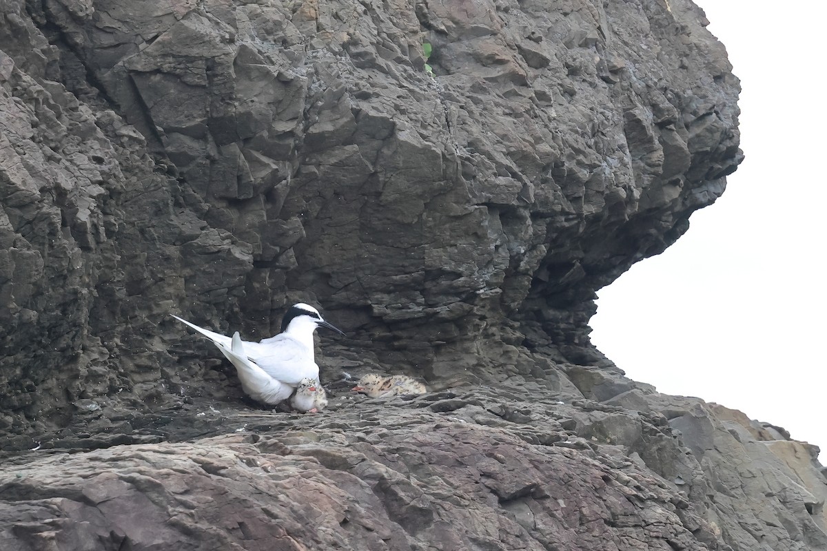 Black-naped Tern - ML620627298