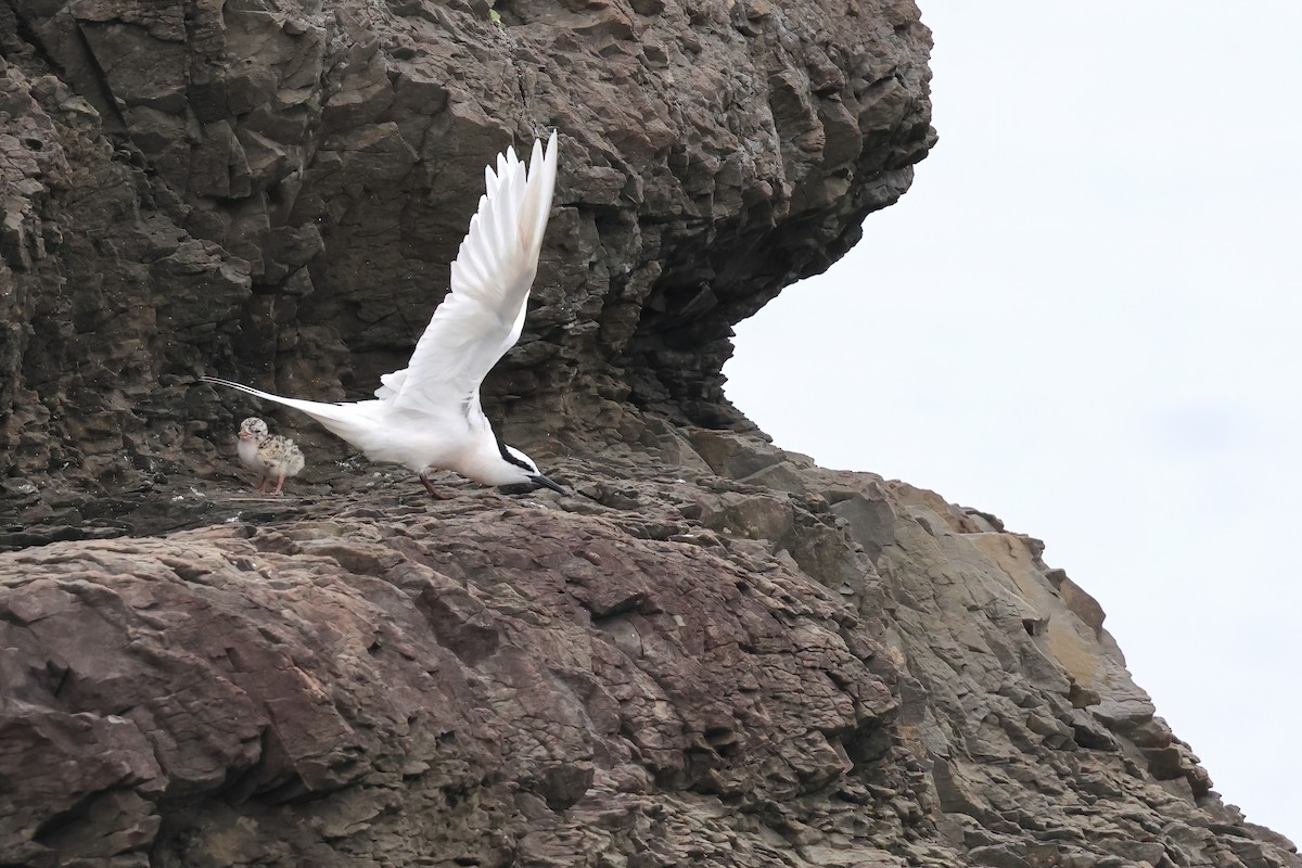 Black-naped Tern - ML620627301