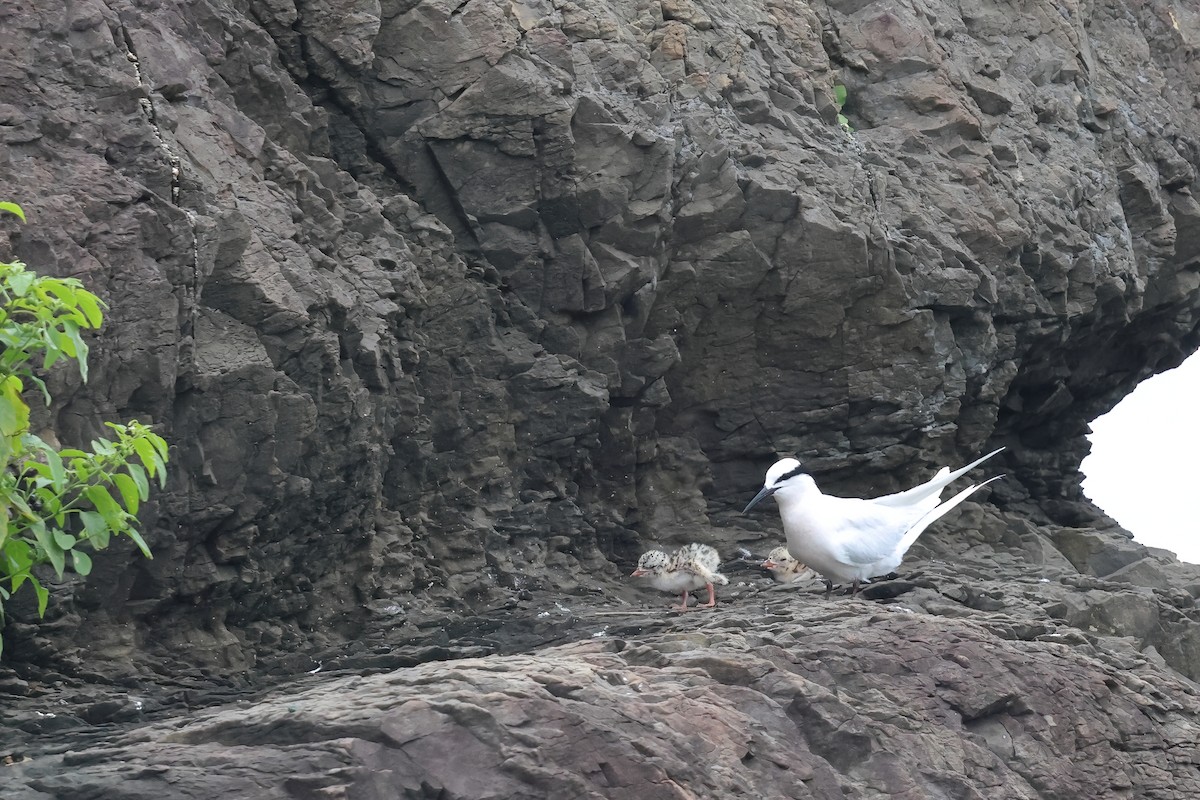 Black-naped Tern - ML620627302