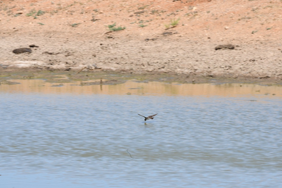 Northern Rough-winged Swallow - ML620627303