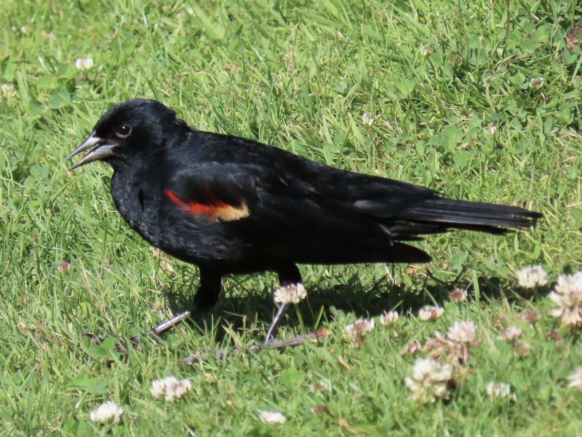 Red-winged Blackbird - ML620627304