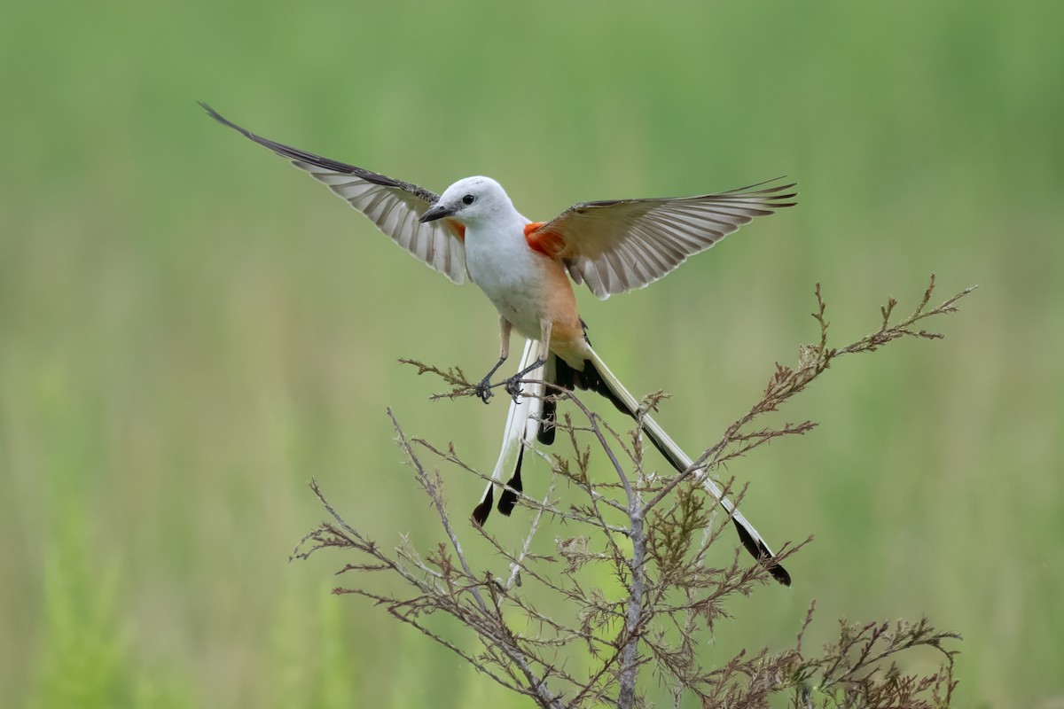 Scissor-tailed Flycatcher - ML620627306