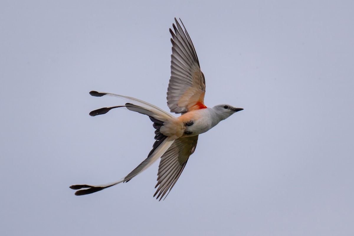 Scissor-tailed Flycatcher - Rick Wilhoit